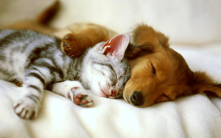 Cane e Gatto