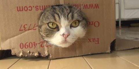 Social media: ecco perché guardare video di gattini fa bene